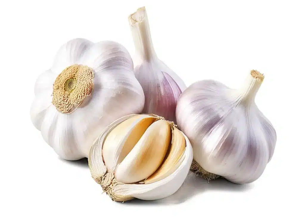 fresh Garlic